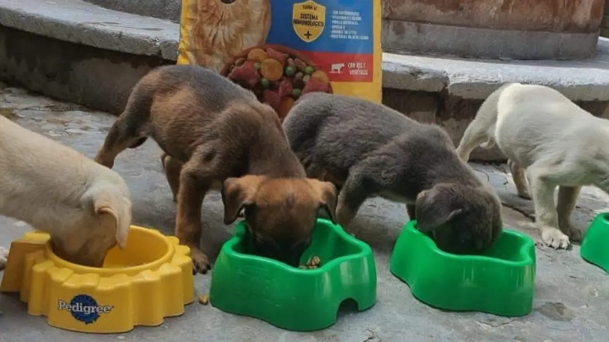 cachorros socavon